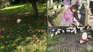 Our farm life :DIY backyard temporary chicken coop enclosure | poultry housing | new chickens