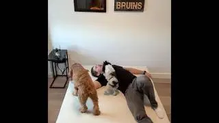 Small Space Hack: The Sofa Bed That Does It All (1080x1080_VO)