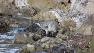 Red Knot, Piovanello maggiore (Calidris canutus)