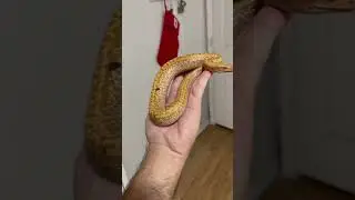 Python tense situation 👀 #exotic #snake #bloodpython #animals #tense #shortvideo #python #situation