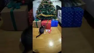Il vero regalo di Natale La carta 😼🎁