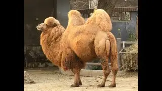 [Bactrian Camel] Bactrian camel facts || bactrian camel pet || bactrian camel running