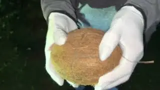 stock coconut sounds 1