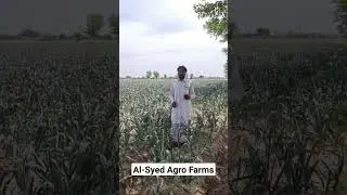 G1 | Narc G1 | G1 Garlic price in Pakistan | Garlic G1 | G1 Seed price | NARC G1 #short #shorts