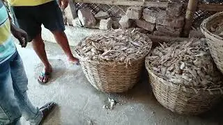 EXPORT QUALITY DRY FISH WHOLESALE MARKET | KAKDWIP | WEST BENGAL | BEST PREPARATION OF DRY FISH