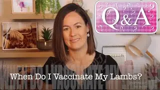 When Do I Vaccinate My Lambs? | Sez the Vet