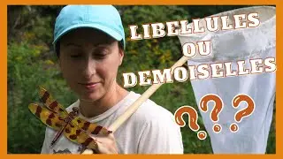 Libellules et demoiselles