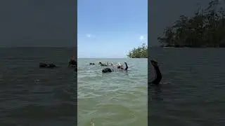Maraj&oacute; ilha encantada, s&oacute; aqui voc&ecirc; nada com b&uacute;falos nas praias de &aacute;gua doce.