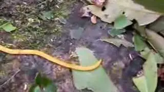 Land planarian (Bipalium ssp.) from Ishigaki Island (Japan)
