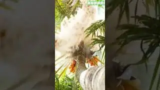 Hybrid king coconuts how to grow
