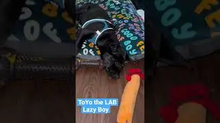 Toyo the Labrador 
