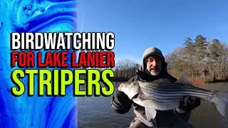 Reading The Birds For Lake Lanier Stripers