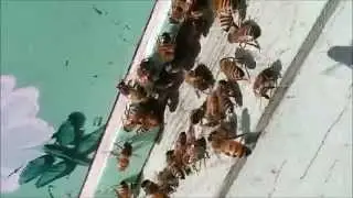 Foraging Behavior in the Honey Bee