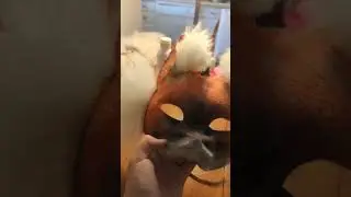 making a fox mask pt2 #therian $mask #furry #animalmask #art #fox