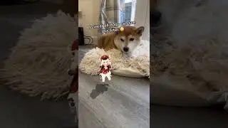 Dogs can see this AR Klee filter on TikTok (Genshin Impact)