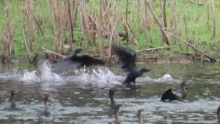 Cooperative hunting between little cormorants and little egrets