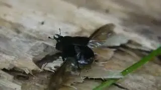 オオヒラタエンマムシHololepta amurensis の飛翔