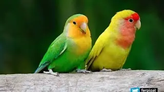 Smart And Funny Parrots Parrot Talking Videos Compilation (2024) - Cute Birds #25