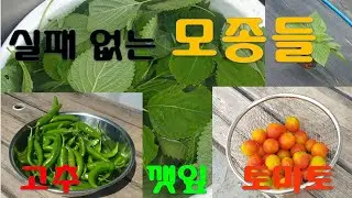 Growing peppers/perilla leaves/tomatoes from small seedlings without fail