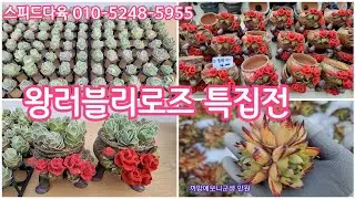 🌹Wang Lovely Rose & Rose Pot 🌹 Lovely Rose Special Exhibition 🌹Plenty of quantity 🌹Set compositio...