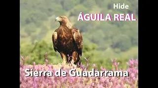Hide Águila Real en la Sierra de Guadarrama
