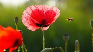 The Tall Poppy Syndrome