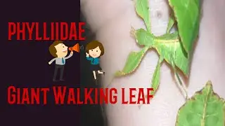 Phylliidae ! Giant leaf insect ! Walking leaf ! Leaf katydid ! Phasmatodea