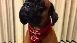 Azzo & Toki The Boxer Dogs 2015