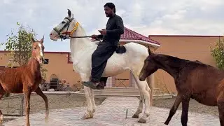 New Entry At Ghouri Farm House Savi Nukri With Vachera Muski Vacheri