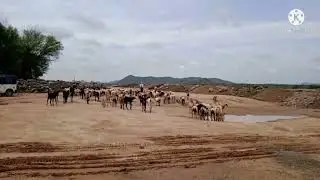 sanimatic video dwokhanda mandir