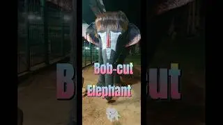 Bob-cut Sengamalam Elephant #elephant #wildlife #shortsvideo #shorts #viralvideo #trending