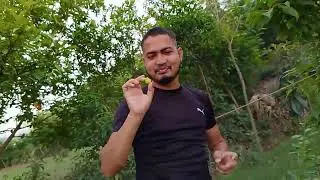 apney anar shotey hai abi# 🥭🥭# mango ka nuksan ho gya #minivlog #coment