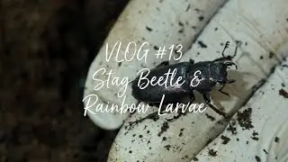 【Vlog#13】成虫掘出しとニジイロクワガタの割り出し｜メスだと思って掘ったら…？｜作業用BGMにもどうぞ