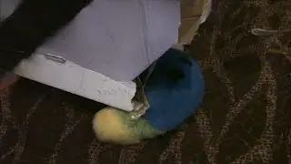 BLFC2016 - Cat Box