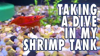 Macro GoPro Underwater Camera For Capturing My Shrimp Up Close