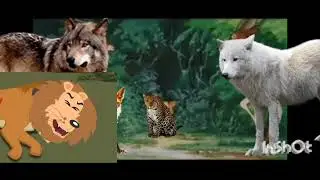 Another Lion vs Hercules 