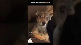 Ranking Dogs Understand English 🤣