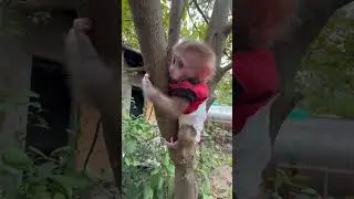 cute monkey climbing tree