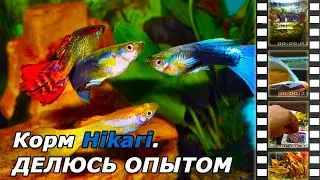 Корма Hikari для нано-рыбок