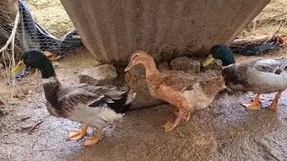 Patos Rouen de 6 y 7 meses