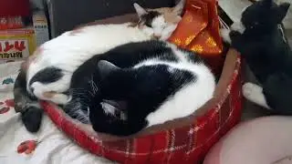 ます込み！（概要欄見てね）