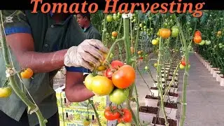 High-Yield Hydroponic Tomato Harvesting Process #tomatoharvesting #tomatoes #hydroponicfarming 