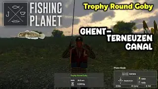 Trophy Round Goby Ghent-Terneuzen Canal - Fishing Planet