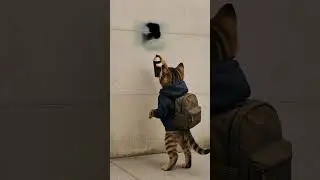 Aut&oacute;b&eacute;rl&eacute;s Sopron, SzSz Aut&oacute;b&eacute;rl&eacute;s