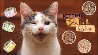 Wholesome and Delicious: Exploring the Flavors of Cats in the Kitchen Kitten