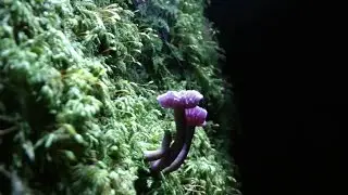 Filming the Fungi in an English Woodland at night by Alan Kingwell