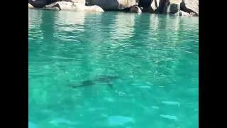 Tubar&atilde;o branco nas praias de Angra dos reis