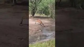Crocodile Ambush! Warthog and Antelope Narrowly Escape Death at the Waterhole