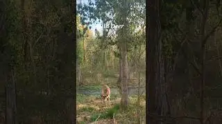 🇺🇸 Wild Whitetail Deer/Wild Deer in City Park/Natural bird sounds/Wildlife USA #animalshorts #nature