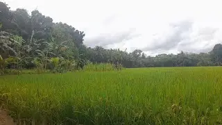 Relaxing Rice Field Scenery | No Music, Just Nature Sounds